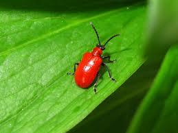red lily beetle 1