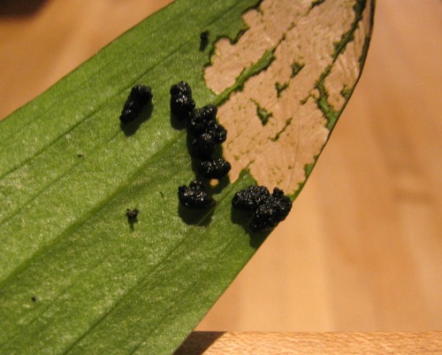 Destruction on a lily leaf.  What's with the black globs!!?